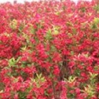 紅王子錦帶，紅王子錦帶出售，紅王子錦帶生產(chǎn)基地