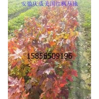 宣城美國(guó)紅楓小苗