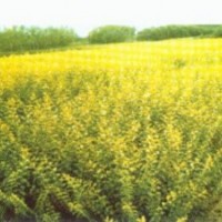 供應(yīng)江蘇金葉女貞，金葉女貞價(jià)格，江蘇金葉女貞價(jià)格，金葉女貞基