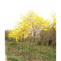 供應(yīng)黃花風(fēng)鈴木