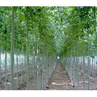 速生白蠟 速生國槐