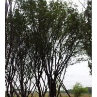 陜西西安茶條槭