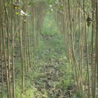 山東柳樹 速生柳 黃柳 垂柳小苗 107速生楊