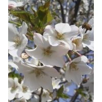 低價(jià)出售各種規(guī)格櫻花！