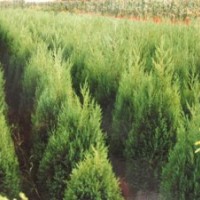 園林綠化苗木價格七葉樹,檜柏,三角楓,瓜子黃楊,龍爪槐樹