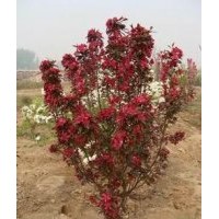 出售8-15公分海棠