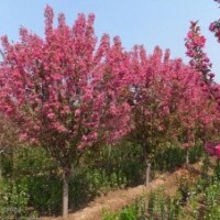 垂絲海棠價格,臘梅價格,重陽木價格,夾竹桃價格表