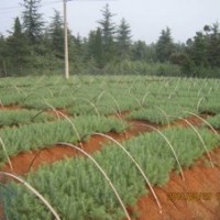 雪松苗木，高度2M雪松50元；