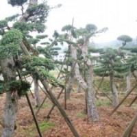 湖南綠化苗木花木金葉榆造型金葉榆 湖南瀏陽花木苗木 四季紅苗圃