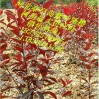 紫葉矮櫻，中華太陽(yáng)李，榆葉梅，營(yíng)養(yǎng)杯50公分高矮接金葉榆！