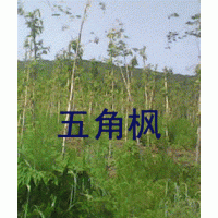 出售叢生白樺,五角楓,云杉