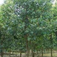 嘉祥盛源常年供應速生白蠟 合歡 造型法桐 速生國槐