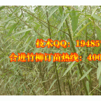 大量低價出售3-7CM竹柳工程苗