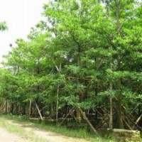 欒樹(shù)的生長(zhǎng)