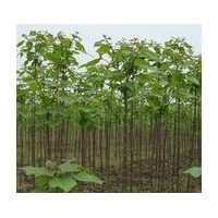 供應(yīng)欒樹(shù)小苗