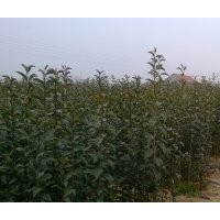 大葉女貞、百日紅（國旗紅）