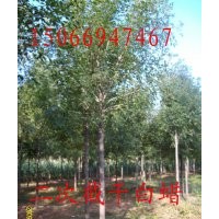 白蠟，速生白蠟，榆樹，刺槐