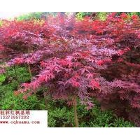 長期供應枇杷、深山含笑、紅楓等苗木