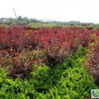 長期供應紅葉李、南天竹、瓜子黃楊