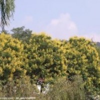 供應(yīng)南天竹、瓜子黃楊、金葉女貞、龜甲冬青、杜鵑、廣玉蘭、欒樹