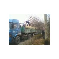 30公分的國槐價格