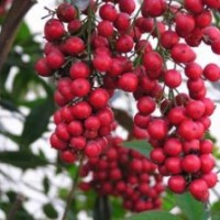 供應(yīng)南天竹、龜甲冬青、杏梅