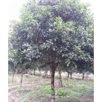 大量供應(yīng)10公分，15公分到20 公分八月桂