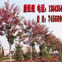 香花槐苗 香花槐根 香花槐樹