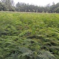 萬(wàn)畝毛白楊種苗/千頭椿苗/107苗/國(guó)槐苗/法桐苗/白蠟柳樹(shù)