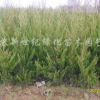 2013龍柏小苗 龍柏大苗 龍柏條 龍柏樹 龍柏價(jià)格