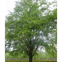 低價(jià)供應(yīng)銀杏樹