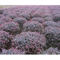 紅葉石楠 桂花,紅楓,香樟