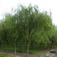 垂柳 樸樹,紅櫸,冬青