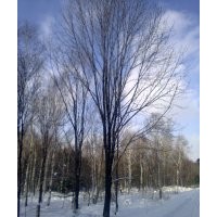 供應(yīng)各種山苗，針葉 闊葉 落葉 喬木云杉1-8米,樟子松1-8米,五角