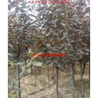 紅葉李、大葉女貞、香樟、紫薇、烏桕、石楠、廣玉蘭、樸樹