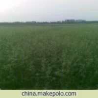 常年供應(yīng)東紅歐洲白蠟小苗