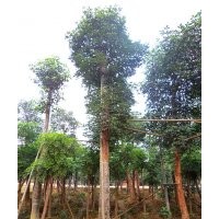 四川重陽木，重陽木景觀樹，重陽木種植基地