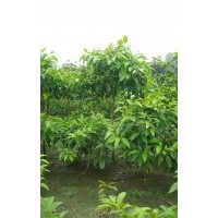 供應黃角蘭1-10cm 成都黃角蘭批發(fā)