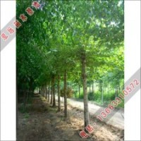 河北泓遠(yuǎn)基地供應(yīng)法桐小苗