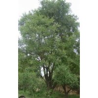 供應精品大喬國槐,茶條槭,蒙古櫟