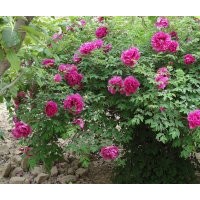銷售抗寒的紫斑牡丹、百年牡丹、大牡丹