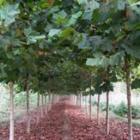 長期提供優(yōu)質(zhì)法桐