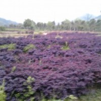 長期供應(yīng)紅花繼木