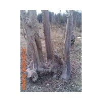 白皮松 柳樹 ；欒樹 大葉女貞 國槐 白蠟 側(cè)柏