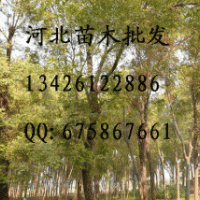 供應國槐 國槐批發(fā) 大量低價出售國槐 國槐價格 國槐基地 國槐 苗