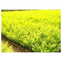 供應(yīng)金葉女貞