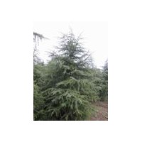 雪松價(jià)格，湯泉鎮(zhèn)雪松價(jià)格，農(nóng)戶雪松價(jià)格