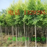 金葉榆 金葉榆價(jià)格 嫁接金葉榆