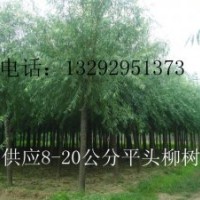 平頭速生柳 二次定干速生柳