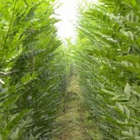 供應法桐 國槐 白蠟 濟寧法桐小苗 速生白蠟 速生國槐